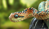 Bush Viper Snakes Image