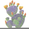 Prickly Pear Cactus Clipart Image