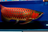 Super Red Arowana Image