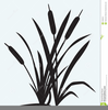 Clipart Cattail Image