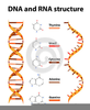 Rna Clipart Image