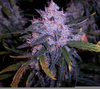 Jack Frost Weed Image