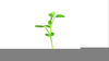 Animated Plants Moving Image