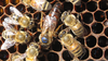 Queen Bees Image