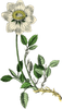 Free Antique Botanical Clipart Image