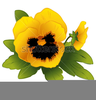 Yellow Pansy Clipart Image