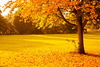 Yellow Autumn Image