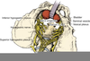 Hypogastric Nerve Dog Image