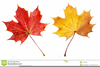 Red Leaf Clipart Image