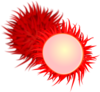 Rambutan Clip Art