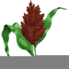 Grain Sorghum Clipart Image