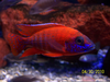 Red Peacock Cichlid Image