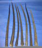 Gemsbok Horn Image