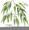 Seeded Eucalyptus Clipart Image