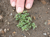 Common Chickweed Seedling Image