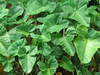 Taro Leaf Image