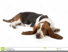 Basset Clipart Hound Image