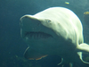 Requin Taureau De Face Image