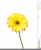 Free Daisy Clipart Images Image