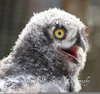 Baby Snowy Owls Image