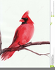 Clipart Of Cardinal Image