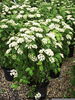 Autumn Flowering Viburnum Image