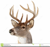 Free Clipart Deer Heads Image