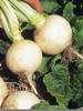 White Root Vegetable Image