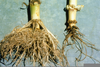 Adventitious Roots Corn Image