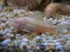 Albino Fish Image