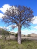 The Countryside In Eastern Queensland Australia Image