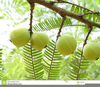 Gooseberry Clipart Free Image