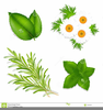 Mint Leaf Clipart Image