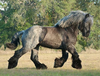 Blue Belgian Horse Image