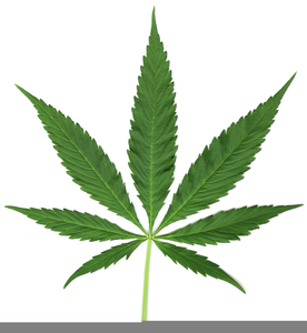 Clipart Compound Leaves Image