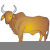 Free Clipart Of Bulls Image