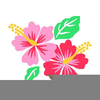 Hibiscus Clipart Free Image