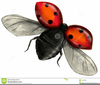 Flying Ladybug Clipart Image