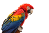 Scarlet Macaw Image