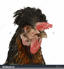 Chicken Hairstyle Image