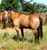 Buckskin Roping Horse Image