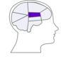 1st Brain Clip Art