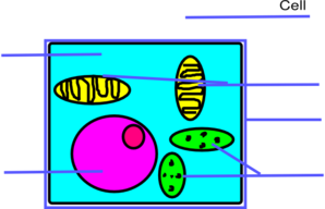 Basic Plant Cell Unlabeled Clip Art