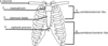 Answers Rib Cage Quiz Clip Art