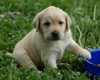 Puppy Lab Hd Wallpaper Image
