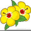 Hibiscus Clipart Picture Image