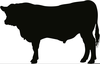 Angus Bulls Clipart Image