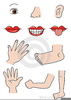 Organs Clipart Image