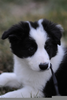 Baby Border Collies Image