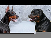 Rottweiler Vs Doberman Image